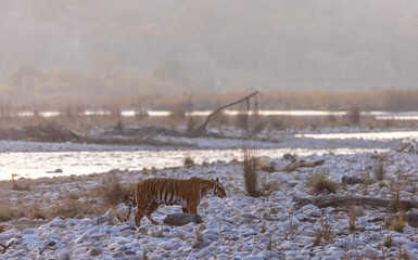 Female tigress (Panthera tigris) walking in the jungle of jim corbett forest.