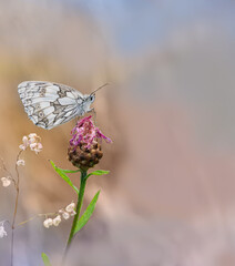 Schmetterling Schachbrett oder auch Damenbrett (Melanargia galathea) auf Blüte