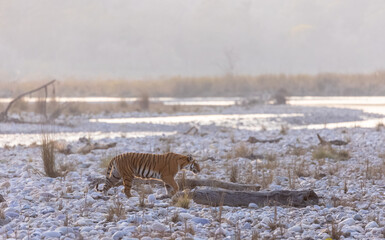 Female tigress (Panthera tigris) walking in the jungle of jim corbett forest.