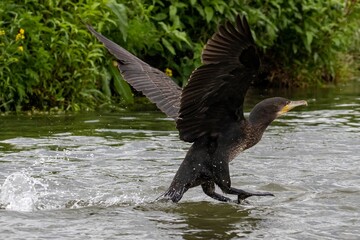 Great Cormorant (Phalacrocorax carbo) landing in Kerkini Lake in Northern Greece.