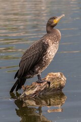 Fototapeta premium Great Cormorant (Phalacrocorax carbo) sitting on a branch in Kerkini Lake in Northern Greece.