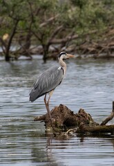 Grey Heron (Ardea cinerea) at Kerkini Lake in north-eastern Greece.