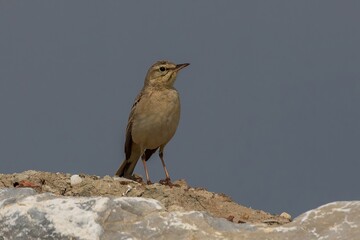 Tawny Pipit Anthus campestris at the Mediterranean Coast, South of Thessaloniki, Northern Greece.