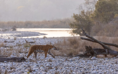 Female tigress (Panthera tigris) walking in the jungle of jim corbett forest.