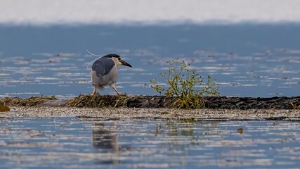 Black-crowned Night Heron (Nycticorax nycticorax) at Kerkini Lake in Northern Greece.