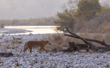 Female tigress (Panthera tigris) walking in the jungle of jim corbett forest.