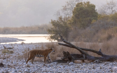 Female tigress (Panthera tigris) walking in the jungle of jim corbett forest.