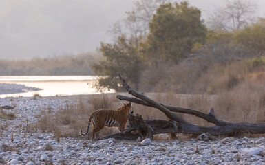 Female tigress (Panthera tigris) walking in the jungle of jim corbett forest.