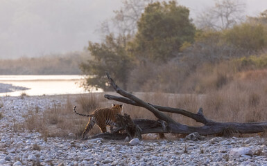 Female tigress (Panthera tigris) walking in the jungle of jim corbett forest.