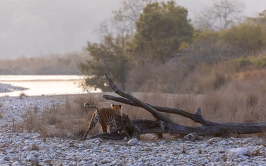 Female tigress (Panthera tigris) walking in the jungle of jim corbett forest.