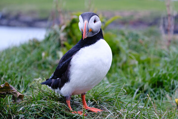 A vibrant puffin stands on lush green grass near the coastline of Iceland, showcasing its striking black and white feathers and colorful beak against a moody sky. Bakkagerd, East Iceland, Puffins.