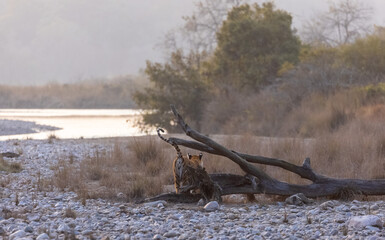 Female tigress (Panthera tigris) walking in the jungle of jim corbett forest.
