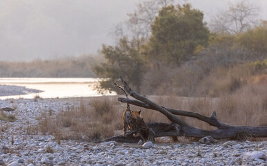 Female tigress (Panthera tigris) walking in the jungle of jim corbett forest.