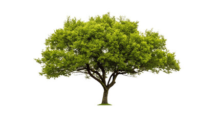 Beautiful 3D Tree Collection of Bushes, Isolated on Transparent Background PNG. Use for illustration in architectural design or garden decoration.