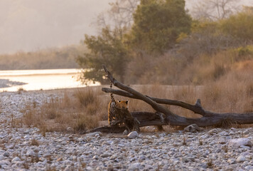 Female tigress (Panthera tigris) walking in the jungle of jim corbett forest.