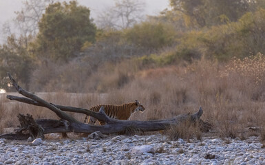 Female tigress (Panthera tigris) walking in the jungle of jim corbett forest.