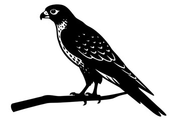 Fototapeta premium Falcon bird perched on branch black and white silhouette vector illustration