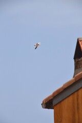 flying seagull on a summer day