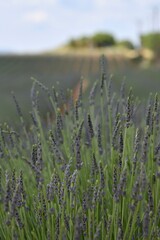 Lavender field in bloom under a clear summer sky, nature landscape photography.