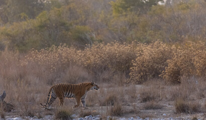 Female tigress (Panthera tigris) walking in the jungle of jim corbett forest.