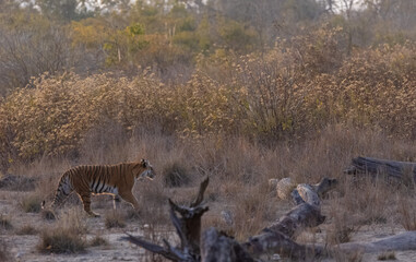 Female tigress (Panthera tigris) walking in the jungle of jim corbett forest.