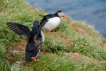 Vibrant puffins stand on lush green grass along Icelands stunning cliffs. The warm sunlight illuminates their colorful beaks, Bakkagerd, East Iceland, Puffins.