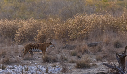 Female tigress (Panthera tigris) walking in the jungle of jim corbett forest.