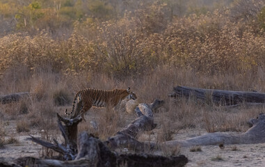 Female tigress (Panthera tigris) walking in the jungle of jim corbett forest.