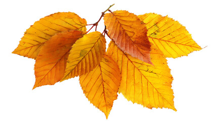 Fototapeta premium Close-up of autumn leaves against a black background.