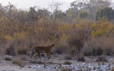 Female tigress (Panthera tigris) walking in the jungle of jim corbett forest.