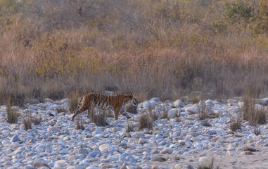 Female tigress (Panthera tigris) walking in the jungle of jim corbett forest.