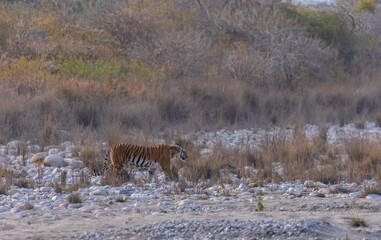Female tigress (Panthera tigris) walking in the jungle of jim corbett forest.