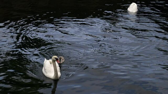 Swans with their young