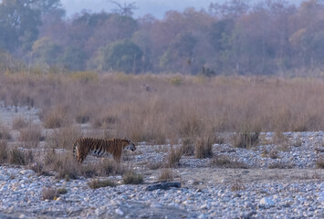 Female tigress (Panthera tigris) walking in the jungle of jim corbett forest.