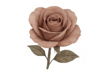 Studio shot of a blooming pastel brown rose with a transparent background, perfect for design projects