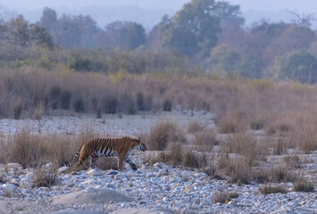 Female tigress (Panthera tigris) walking in the jungle of jim corbett forest.