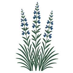 Fototapeta premium Salvia Texas Native Plant