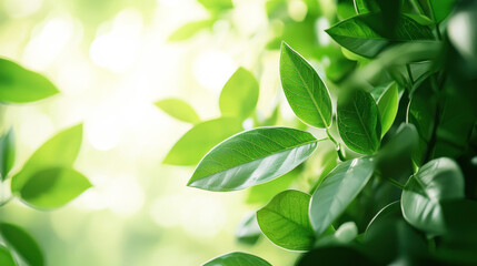 Obraz premium Green leaves with sunlight shining through, creating a serene and natural setting.