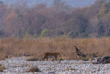 Female tigress (Panthera tigris) walking in the jungle of jim corbett forest.