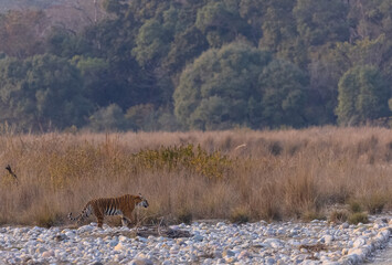 Female tigress (Panthera tigris) walking in the jungle of jim corbett forest.