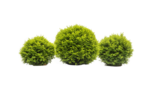 Beautiful 3D Tree Collection of Bushes, Isolated on Transparent Background PNG. Use for illustration in architectural design or garden decoration.