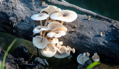 mushrooms in the forest