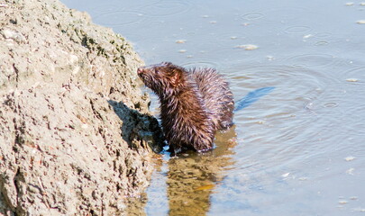 hedgehog in the water