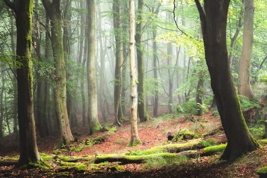 A foggy woodland at a forest in Fife, Scotland, UK during a moody, misty and atmospheric morning.