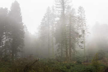 A foggy woodland at a forest in Fife, Scotland, UK during a moody, misty and atmospheric morning.