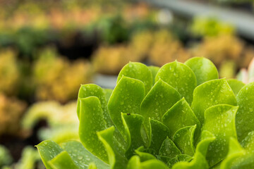Green succulent rosette glistening with water droplets on nursery bench with blurred soil trays