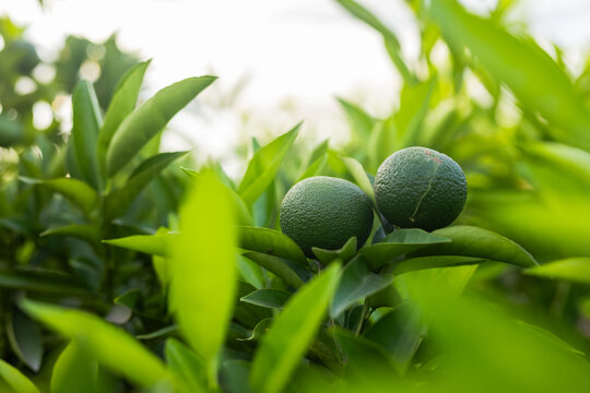 Two green unripe citrus fruits are resting on branch in citrus grove, with softly blurred leaves