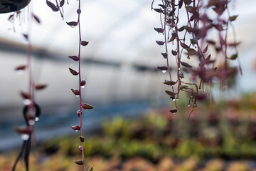 Trailing succulent vines hanging with water droplets in greenhouse, blurry potted plants behind