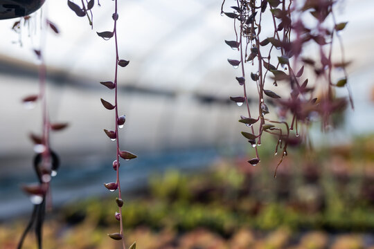 Trailing succulent vines hanging with water droplets in greenhouse, blurry potted plants behind