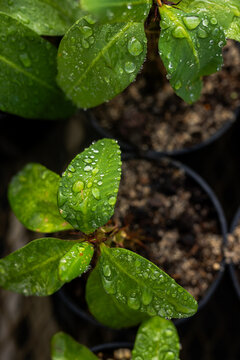 Black nursery pots showing saplings growing on bench with moist soil, leaves gleaming with droplets